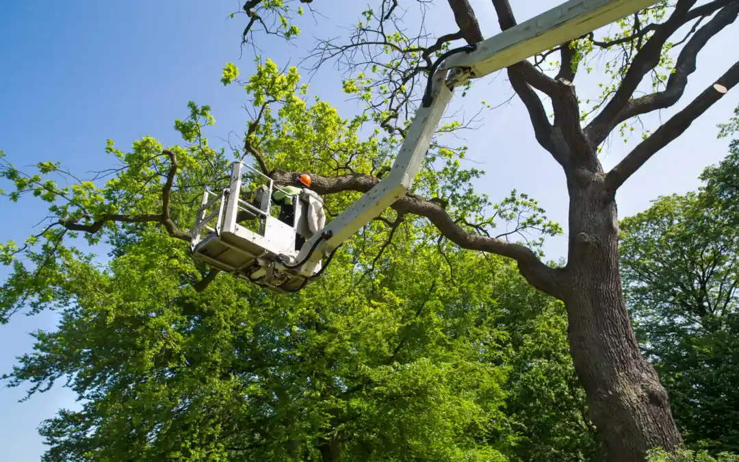 Guide to Emergency Tree Services